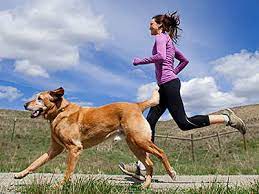 Dog Friendly Fitness Bootcamps